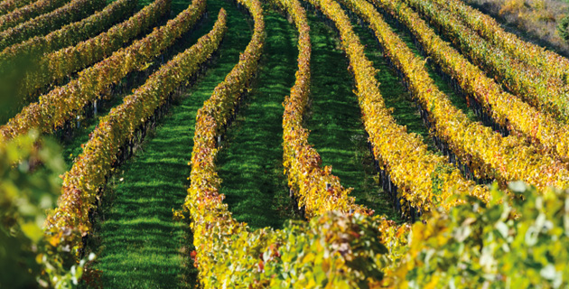 Der Klimawandel – Strategien für den Weinbau