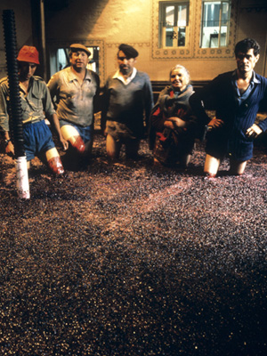 Die traditionelle Maischebehandlung für Portwein – das Stampfen