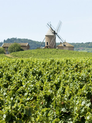 Weinberge in der Beaujolais Region