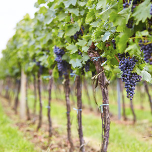 Die geringe Weinernte 2013 bringt Verluste für die deutsche Weinindustrie