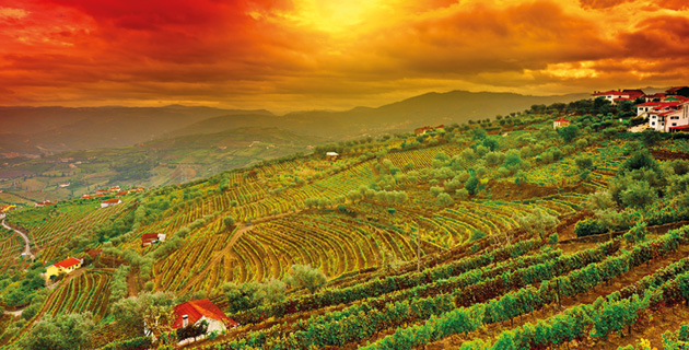 Iberischer Wein – Die Rebschätze Portugals