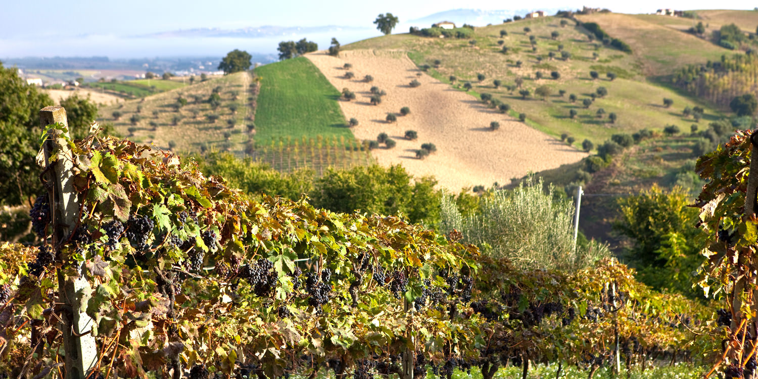 Abruzzen – Wein zwischen Bergen und Meer