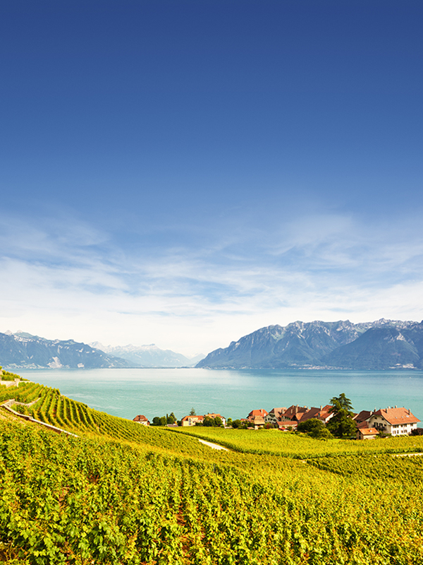 Die Schweizer Weinproduktion, wie hier am Genfer See, setzt zunehmend auf Spitzenqualität