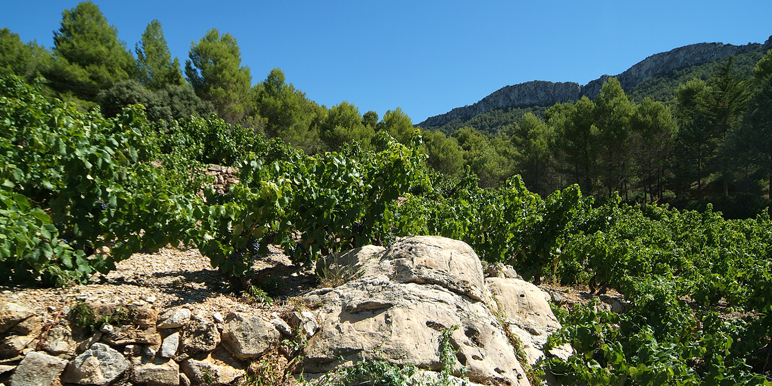 Selection Prämiert: Bestes Bio-Weingut Spanien