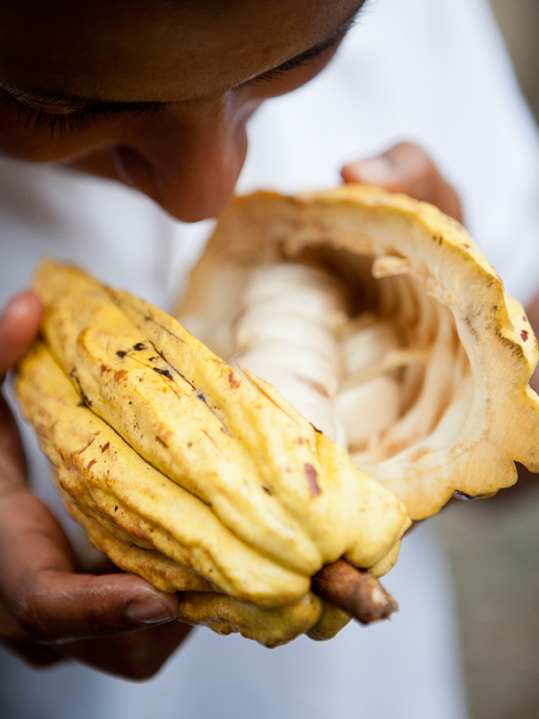 Kakao aus Ecuador steht für intensiven Geschmack und ausgeprägte Aromen