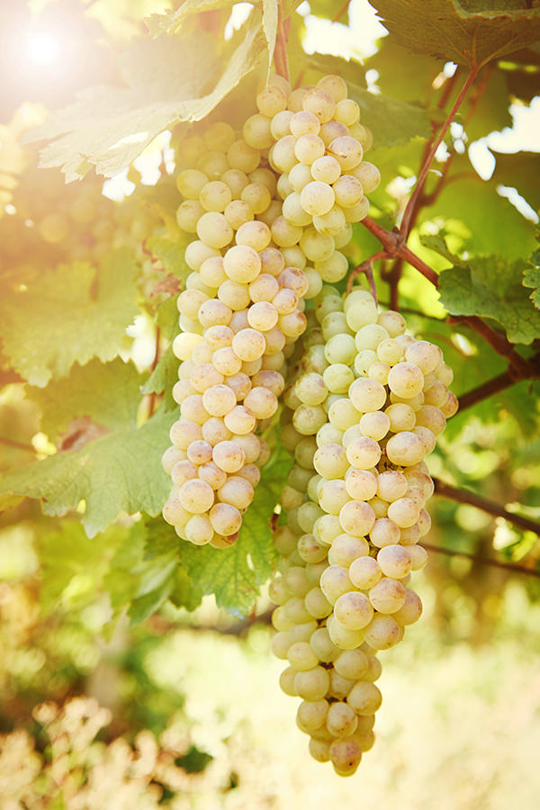 Chardonnay ist eine beliebte Weissweinsorte der Familie