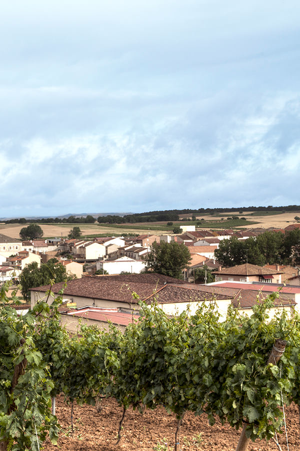 Weinberge in der spanischen Region Ribera del Duero