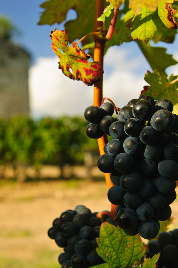 Rote Weintrauben aus der Region Bordeaux