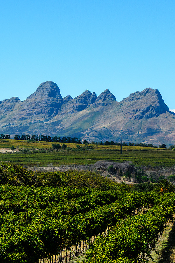 Weinreben in der Region Stellenbosch