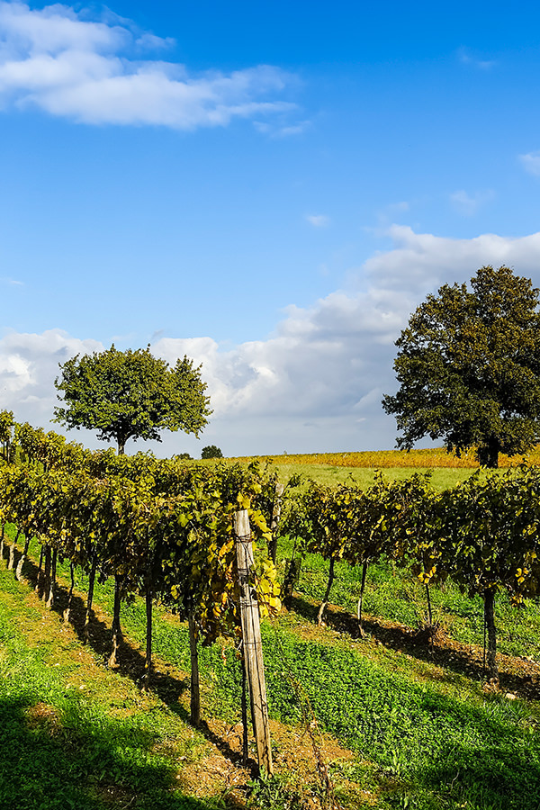 Weinbau im Burgenland in Österreich
