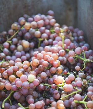Grauburgunder - eine ungewöhnlich dunkle Weissweinsorte