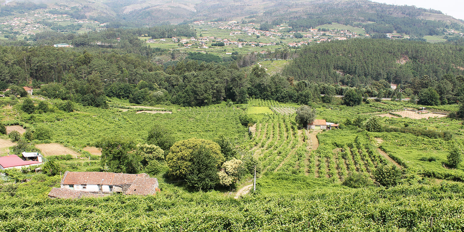 Vinho Verde – Gar nicht so grün hinter den Ohren