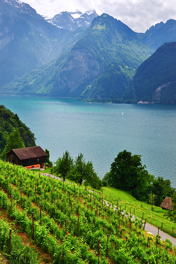 Weinberge in der Schweiz