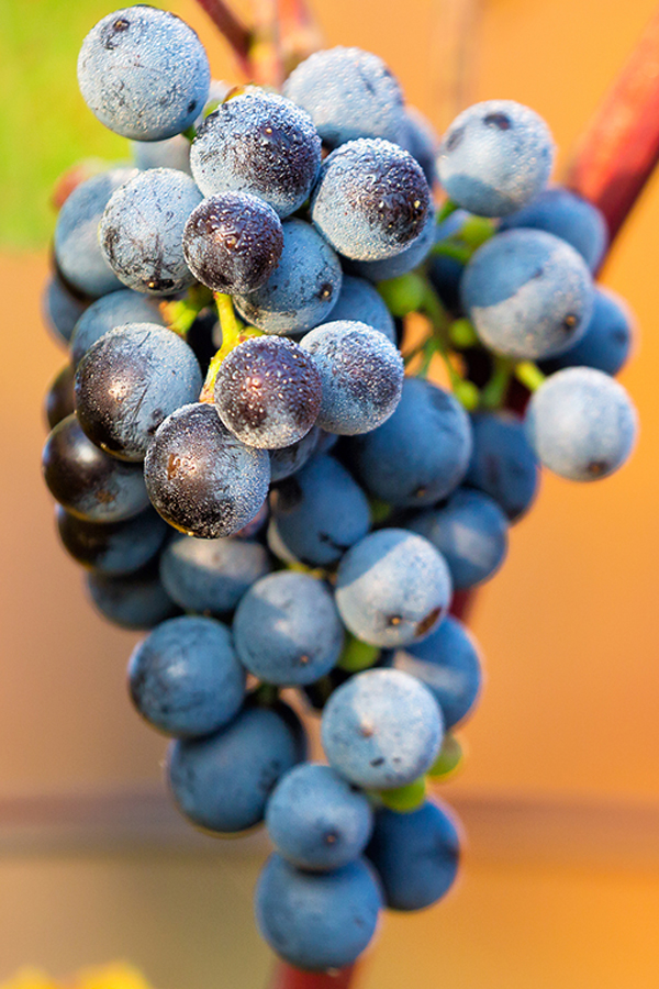 Auch an Weintrauben geht der Klimawandel nicht spurlos vorbei