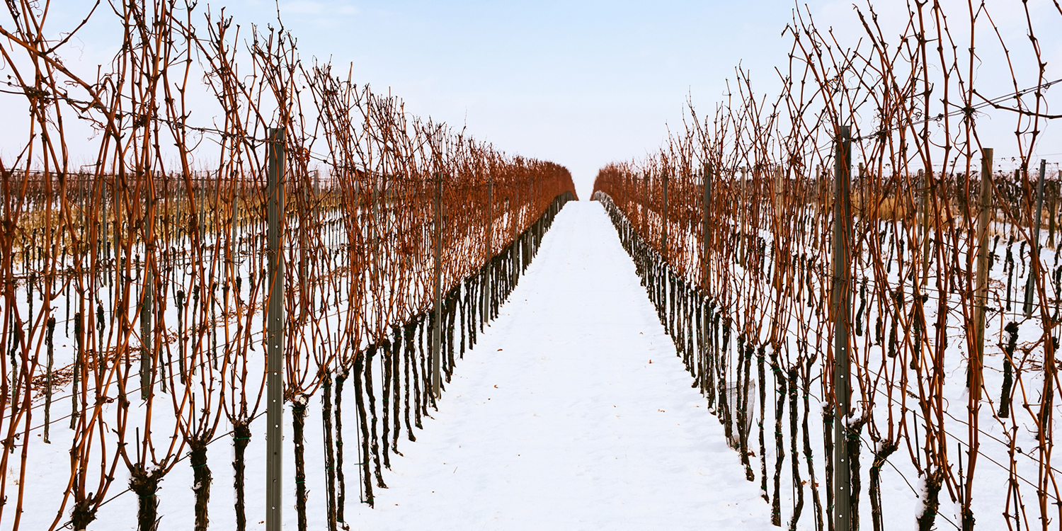 Klimawandel – Trockenheit & Frost in der Weinwelt